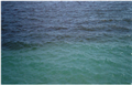 شکوفایی دینوفلاژله  در آبهای ساحلی بندرعباس