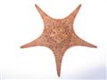 مشاهده یک گونه جدید گزارش نشده از ستاره دریایی در آبهای خلیج فارس